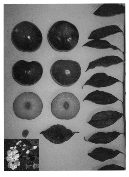 Figure 1 of US plant patent PP29050, the photograph of Plumcandy XI printed in the patent.