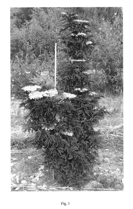Figure 1 of US plant patent PP29051, the photograph of SNR1292 printed in the patent.