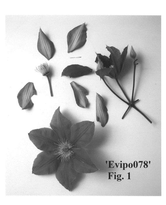 Figure 1 of US plant patent PP29052, the photograph of Evipo078 printed in the patent.
