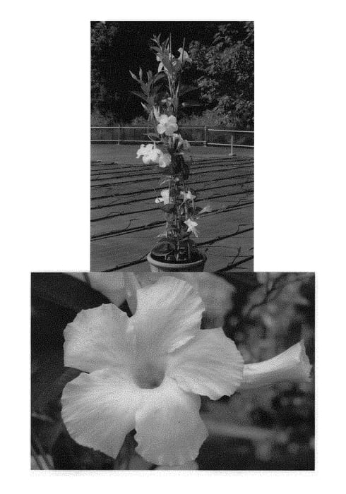 Figure 1 of US plant patent PP29053, the photograph of Sunpa 6416 printed in the patent.
