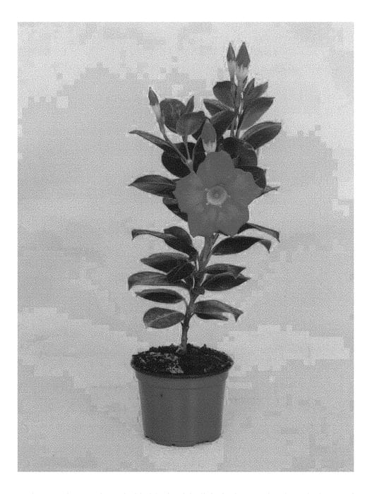 Figure 1 of US plant patent PP29054, the photograph of OOSMANPIN1 printed in the patent.