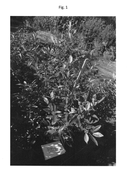 Figure 1 of US plant patent PP29055, the photograph of BB9 printed in the patent.