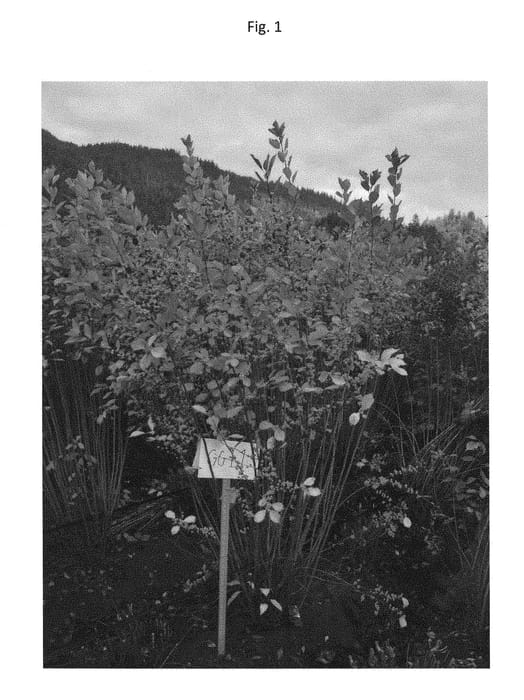 Figure 1 of US plant patent PP29056, the photograph of GG11 printed in the patent.