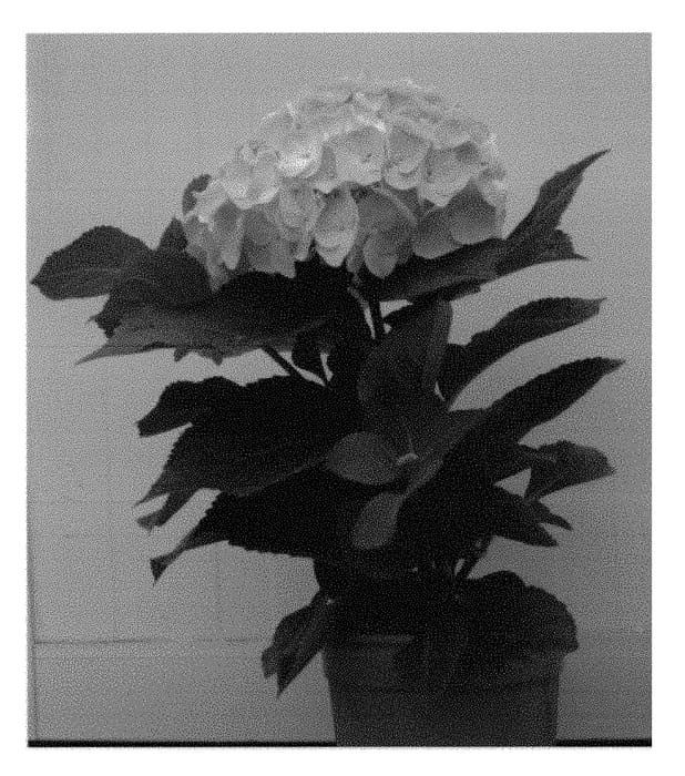 Figure 1 of US plant patent PP29057, the photograph of HBA 214903 printed in the patent.