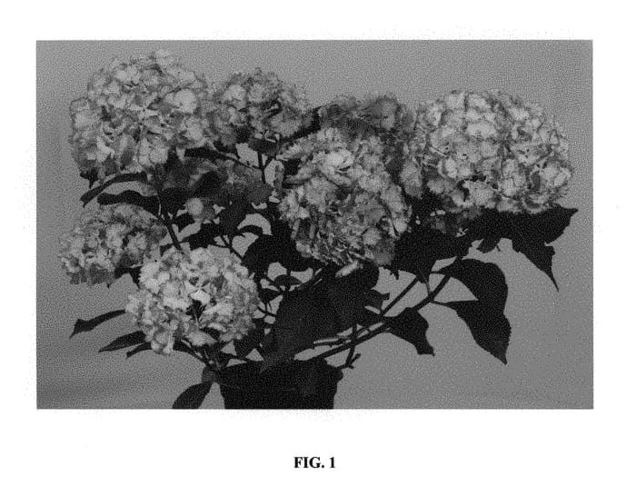 Figure 1 of US plant patent PP29058, the photograph of Hortfire printed in the patent.
