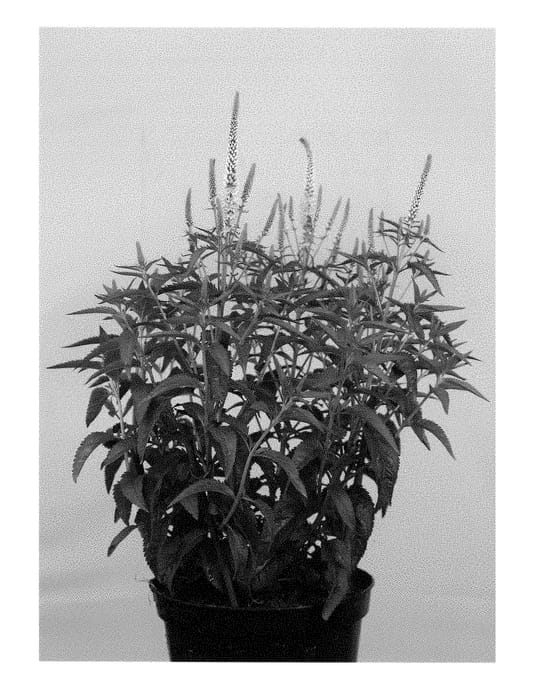 Figure 1 of US plant patent PP29059, the photograph of Allv1461 printed in the patent.