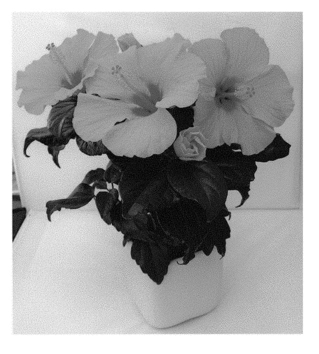 Figure 1 of US plant patent PP29060, the photograph of HIQ 1601 printed in the patent.