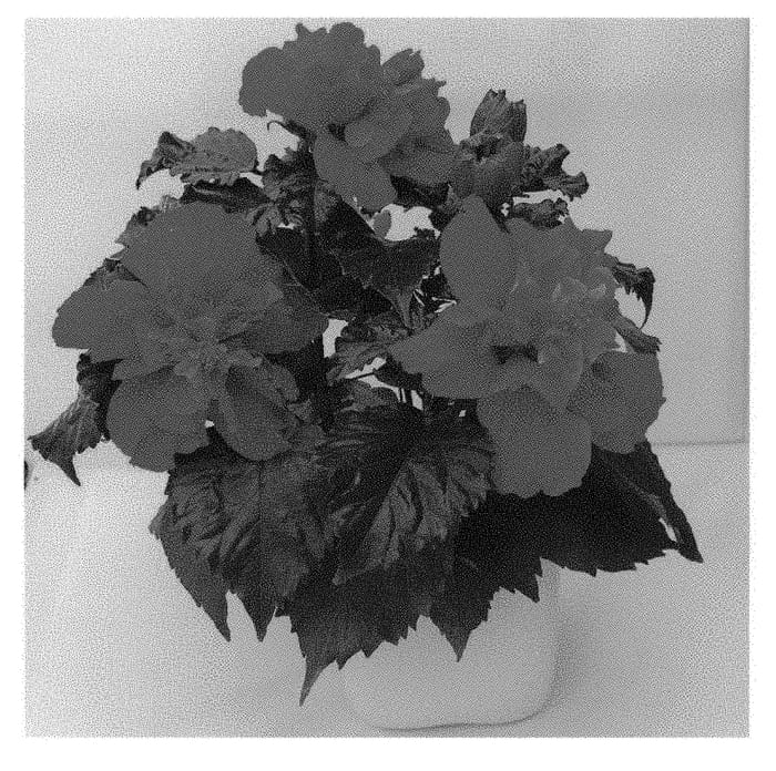Figure 1 of US plant patent PP29061, the photograph of HIQ 1603 printed in the patent.