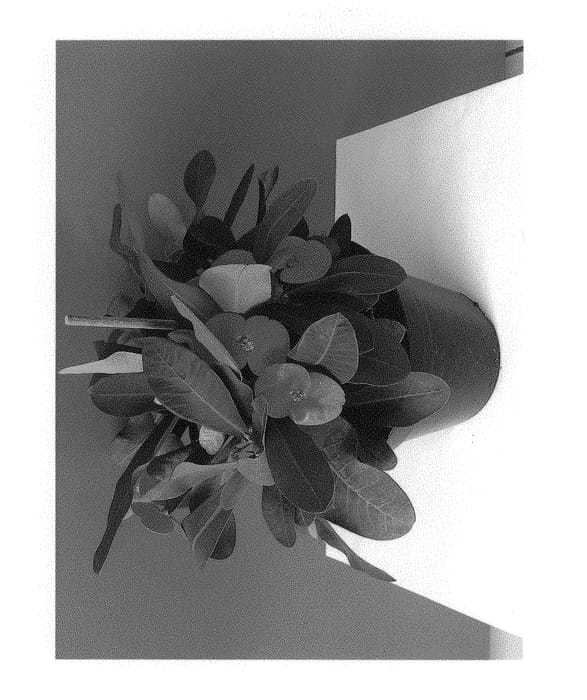 Figure 1 of US plant patent PP29062, the photograph of FL 854 1 printed in the patent.
