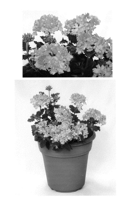 Figure 1 of US plant patent PP29063, the photograph of RIKAV36504 printed in the patent.