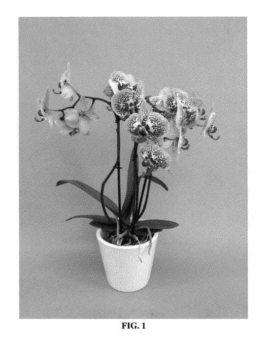 Figure 1 of US plant patent PP29064, the photograph of PHALFPYJA printed in the patent.