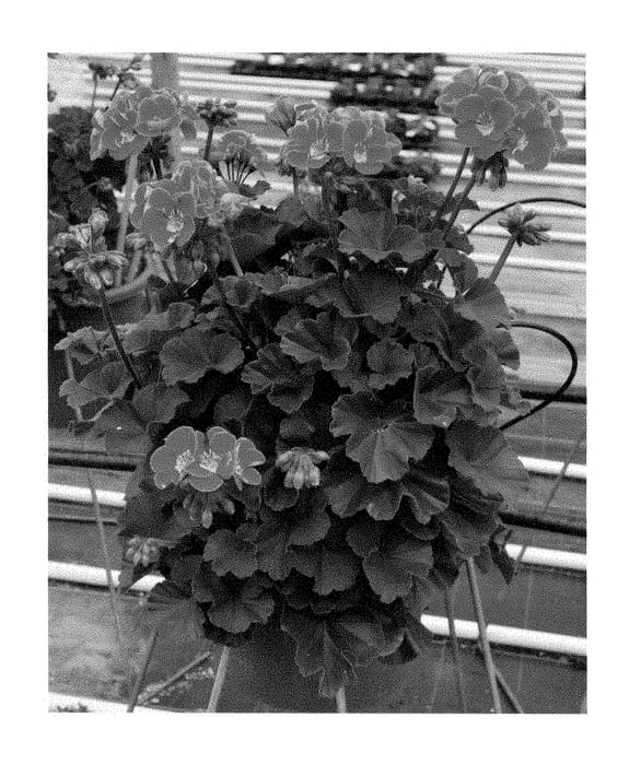Figure 1 of US plant patent PP29065, the photograph of Duepelsabrey printed in the patent.