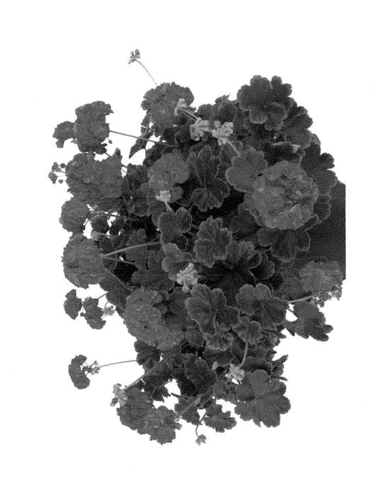 Figure 1 of US plant patent PP29066, the photograph of Fipelbrocheni printed in the patent.