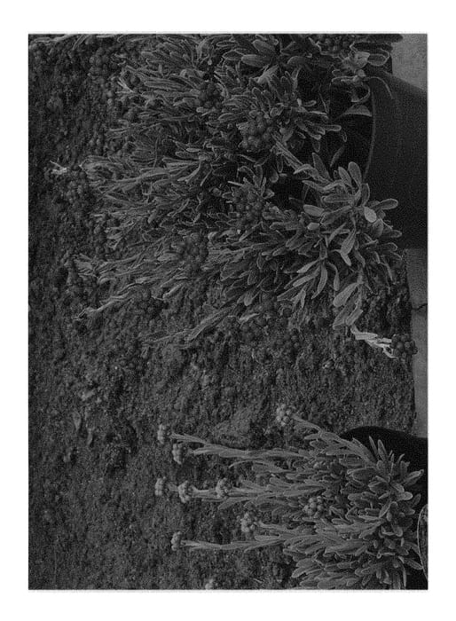 Figure 1 of US plant patent PP29067, the photograph of Red Jewel printed in the patent.