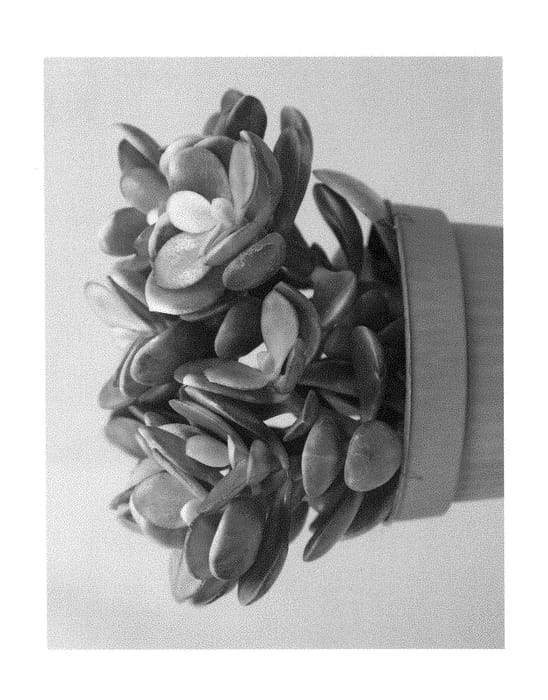 Figure 1 of US plant patent PP29068, the photograph of Indian Summer printed in the patent.