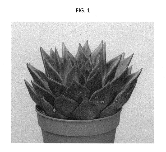 Figure 1 of US plant patent PP29069, the photograph of AMIECH1609 printed in the patent.