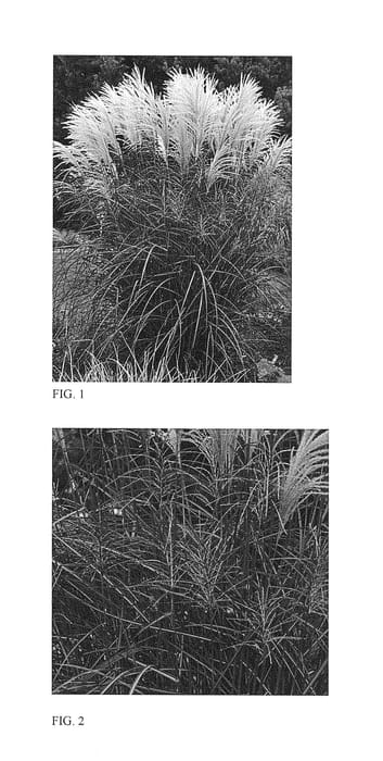 Figure 1 of US plant patent PP29070, the photograph of Encore printed in the patent.