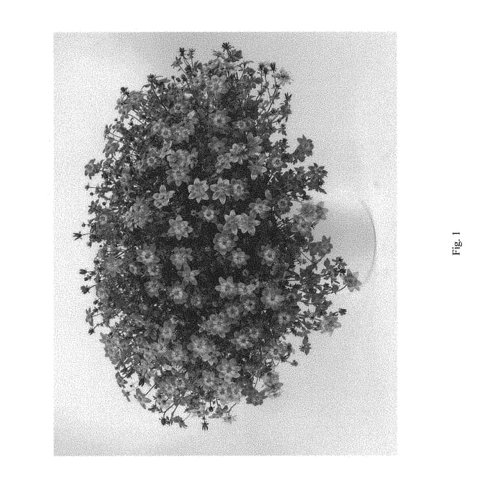 Figure 1 of US plant patent PP29071, the photograph of DBIDBLAZGL printed in the patent.