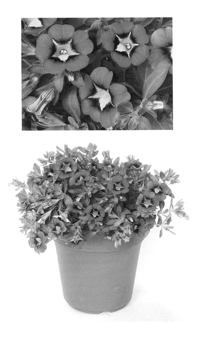 Figure 1 of US plant patent PP29072, the photograph of BBCAL26702 printed in the patent.