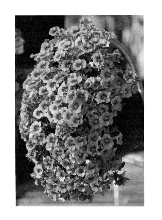 Figure 1 of US plant patent PP29073, the photograph of Duealcohopi printed in the patent.