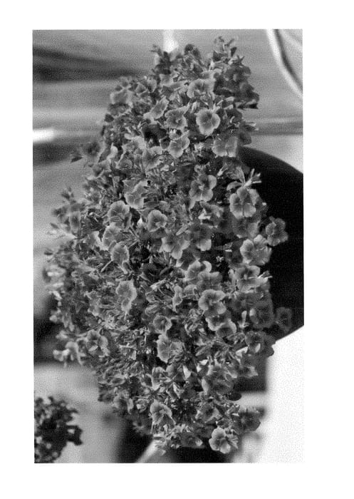 Figure 1 of US plant patent PP29074, the photograph of Duealcostra printed in the patent.