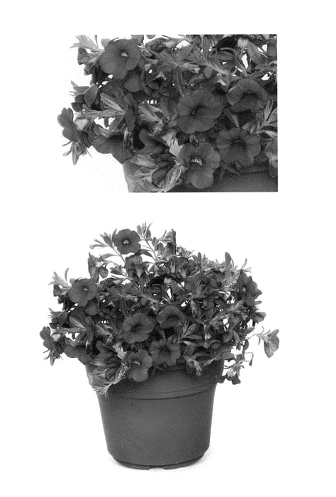Figure 1 of US plant patent PP29075, the photograph of INCALIMRED printed in the patent.