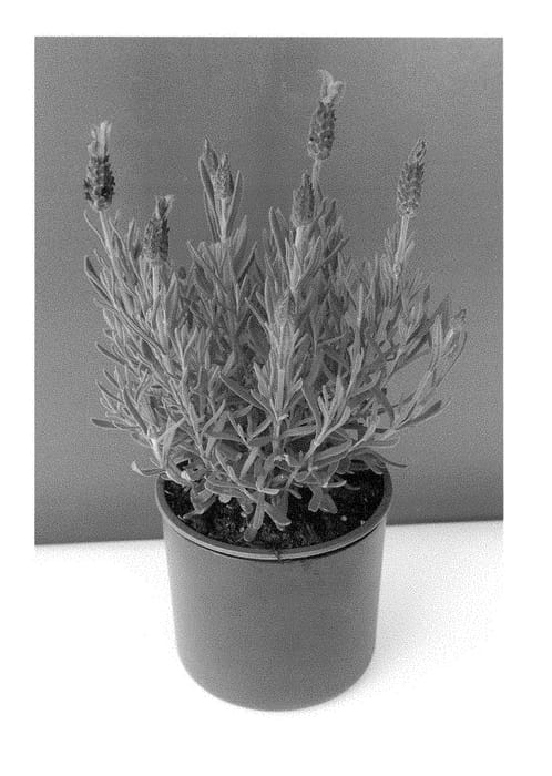 Figure 1 of US plant patent PP29076, the photograph of BKLVSTFPU printed in the patent.