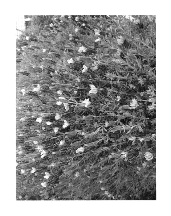 Figure 1 of US plant patent PP29077, the photograph of Riverina Margaret printed in the patent.