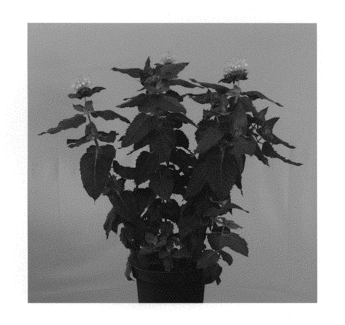 Figure 1 of US plant patent PP29078, the photograph of MON0004BLI printed in the patent.