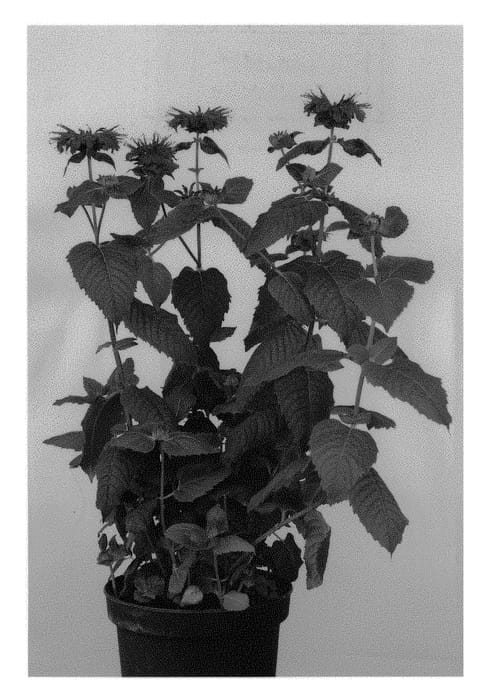 Figure 1 of US plant patent PP29079, the photograph of MON0005BTR printed in the patent.