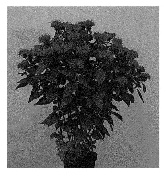 Figure 1 of US plant patent PP29080, the photograph of MON0001BHA printed in the patent.