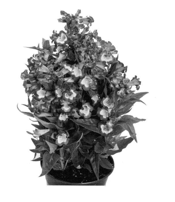 Figure 1 of US plant patent PP29081, the photograph of Barpenpeppur printed in the patent.