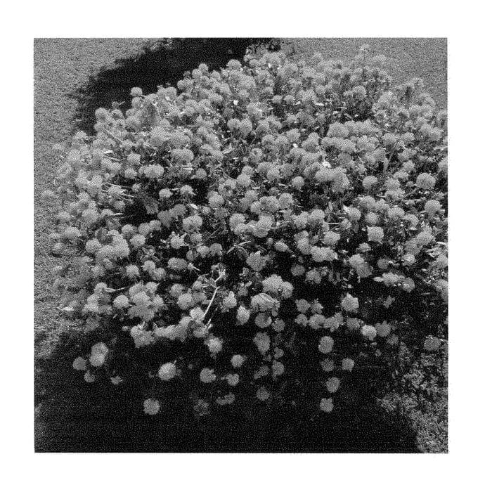Figure 1 of US plant patent PP29082, the photograph of LAZPRT1502 printed in the patent.