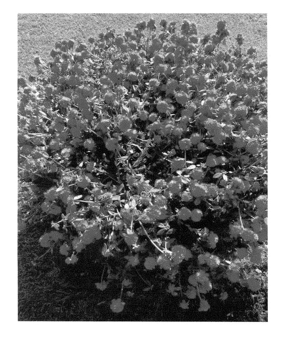 Figure 1 of US plant patent PP29083, the photograph of LAZPRT1508 printed in the patent.