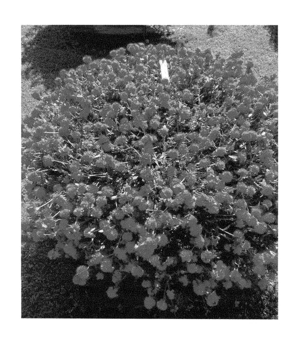 Figure 1 of US plant patent PP29084, the photograph of LAZPRT1507 printed in the patent.