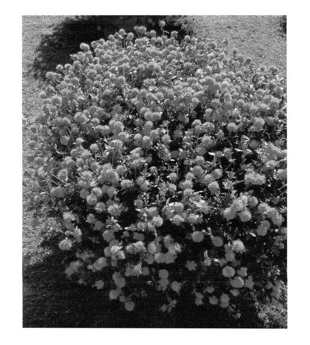 Figure 1 of US plant patent PP29085, the photograph of LAZPRT1505 printed in the patent.