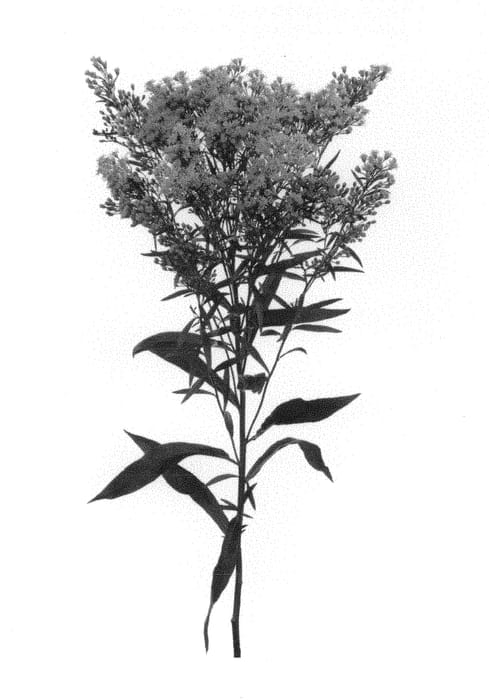 Figure 1 of US plant patent PP29086, the photograph of BARSOLMAG printed in the patent.
