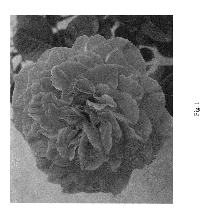 Figure 1 of US plant patent PP29087, the photograph of RNF Pink 03WL printed in the patent.