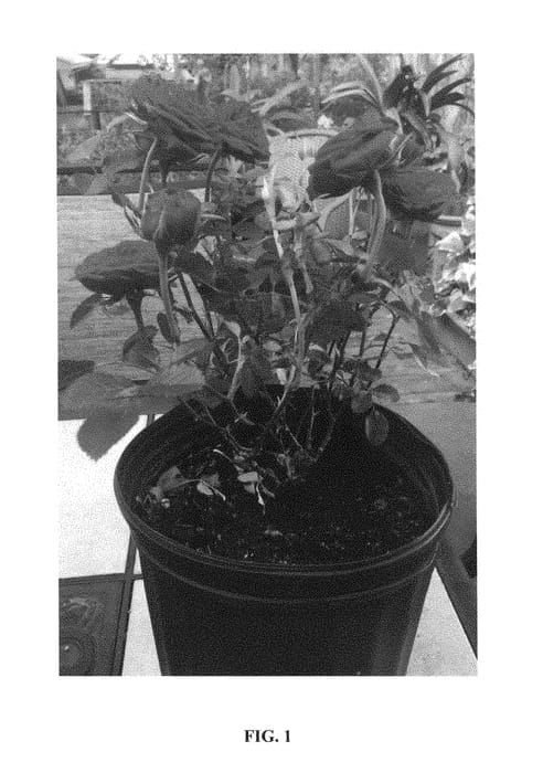 Figure 1 of US plant patent PP29088, the photograph of GEUS4310 printed in the patent.