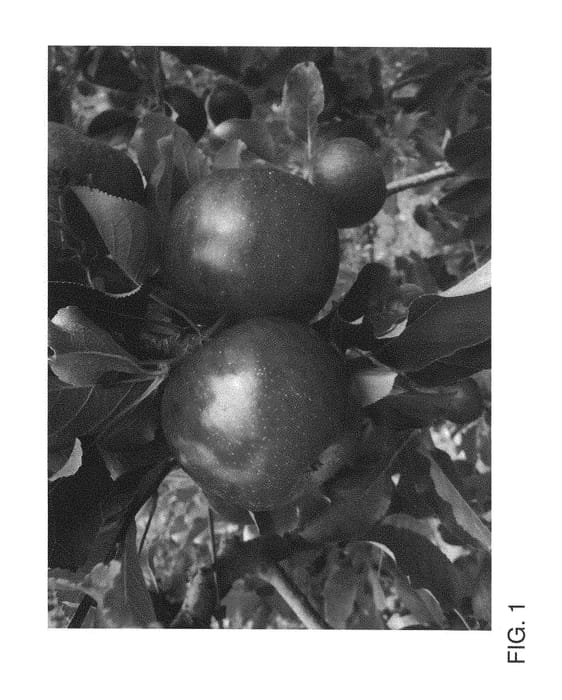 Figure 1 of US plant patent PP29089, the photograph of RS103-110 printed in the patent.