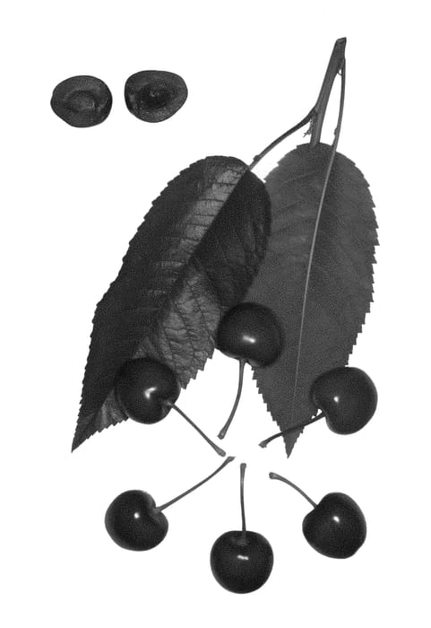 Figure 1 of US plant patent PP29090, the photograph of Royal Sonia printed in the patent.