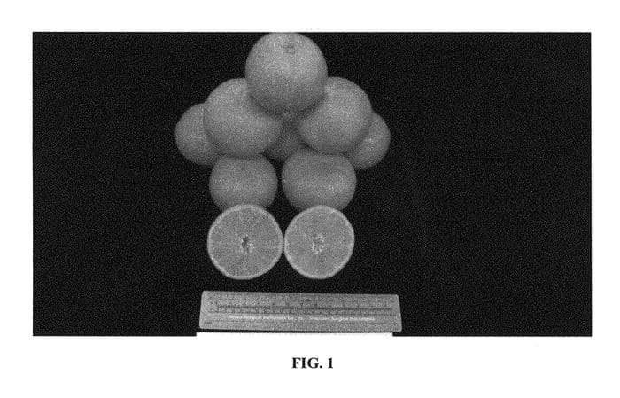 Figure 1 of US plant patent PP29091, the photograph of N40W-6-3 printed in the patent.