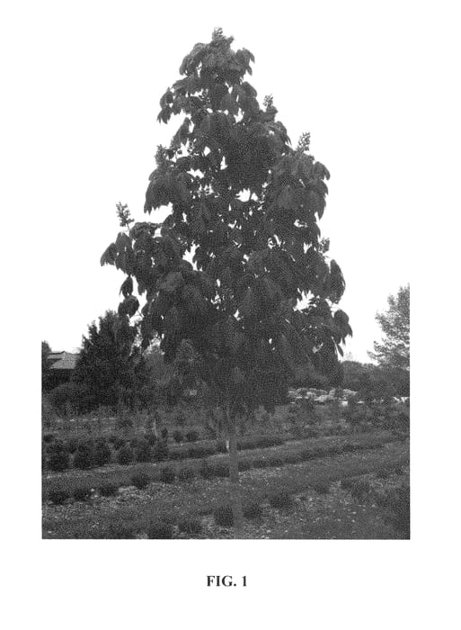 Figure 1 of US plant patent PP29092, the photograph of Aaron1 printed in the patent.