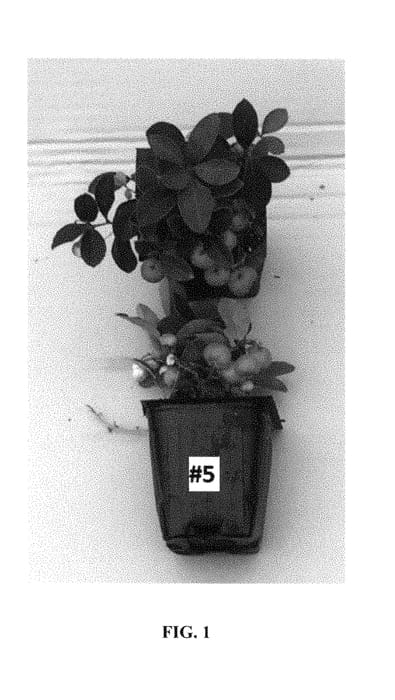 Figure 1 of US plant patent PP29093, the photograph of Gaulsidh5 printed in the patent.
