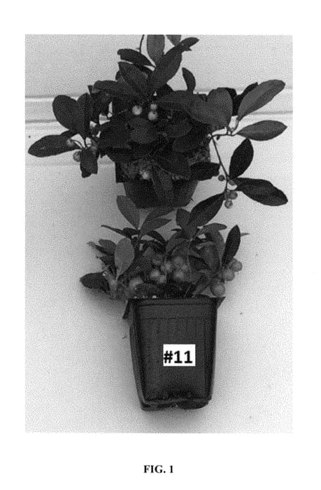 Figure 1 of US plant patent PP29094, the photograph of Gaulsidh11 printed in the patent.