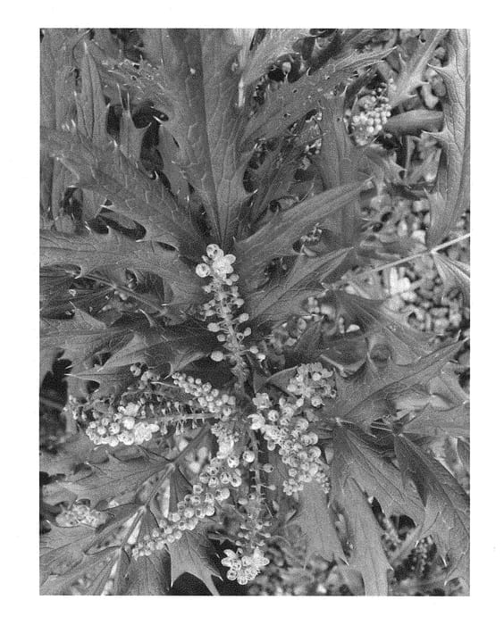 Figure 1 of US plant patent PP29095, the photograph of sPg-15-1 printed in the patent.