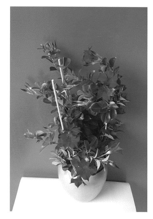 Figure 1 of US plant patent PP29096, the photograph of Inmanredeep printed in the patent.