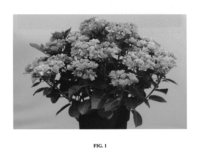 Figure 1 of US plant patent PP29097, the photograph of Hort 10-087-07 printed in the patent.