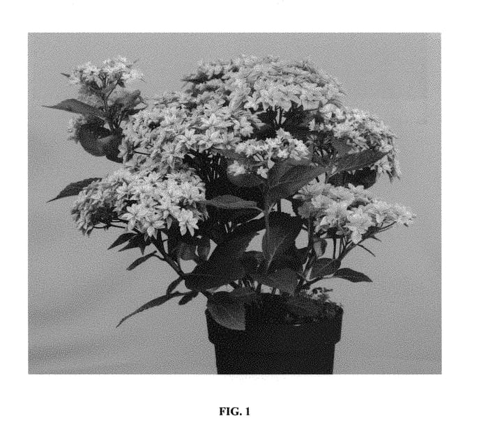 Figure 1 of US plant patent PP29098, the photograph of Hort 10-080-01 printed in the patent.