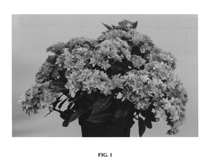 Figure 1 of US plant patent PP29099, the photograph of Hort 10-087-01 printed in the patent.